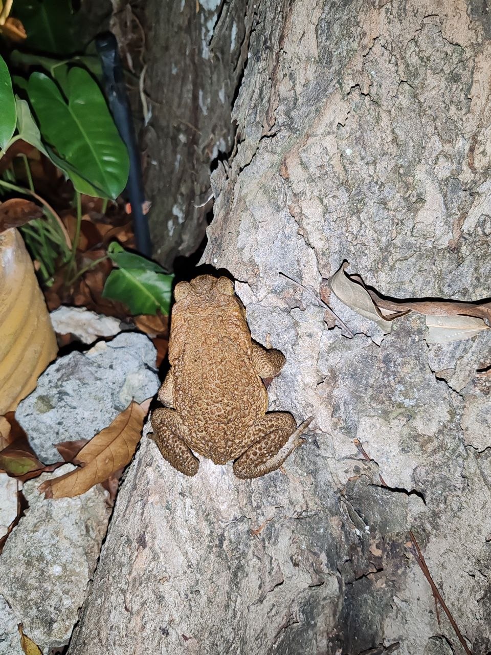 Large toad on tree bark in Bohol